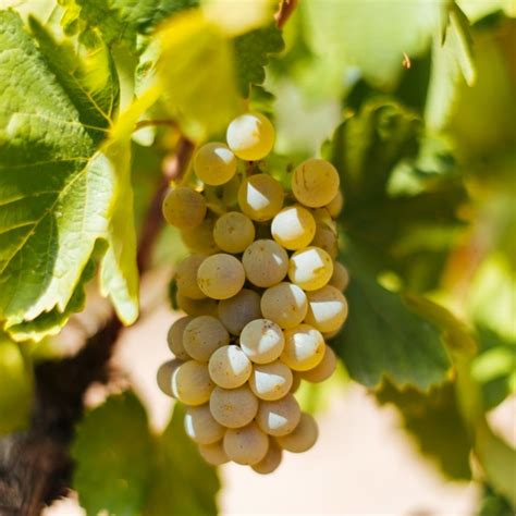 what wines are similar to sauvignon blanc